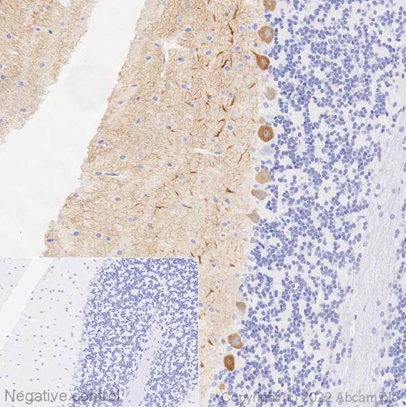 Immunohistochemistry (Formalin/PFA-fixed paraffin-embedded sections) - Anti-SHANK1 antibody [EPR25143-84] - BSA and Azide free (AB287994), expandable thumbnail