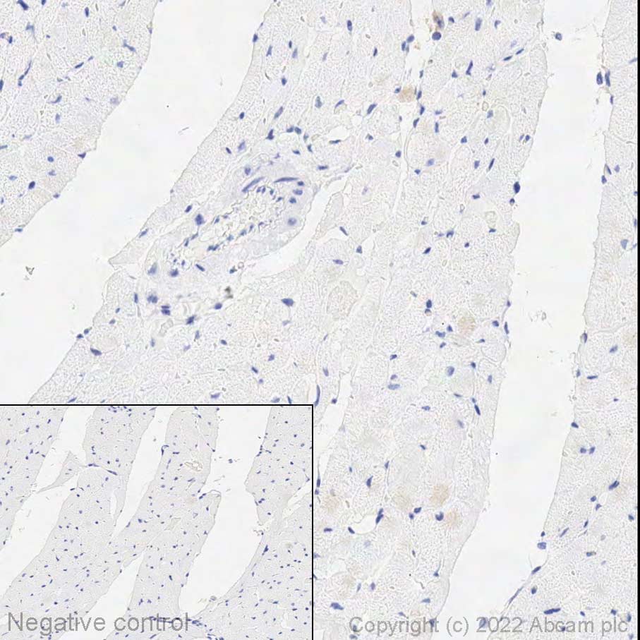 Immunohistochemistry (Formalin/PFA-fixed paraffin-embedded sections) - Anti-SHANK1 antibody [EPR25143-84] - BSA and Azide free (AB287994), expandable thumbnail