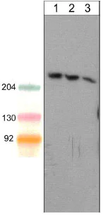 Western blot - Anti-SHANK1 antibody [M369] (AB157766)