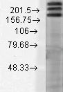 Western blot - Anti-SHANK1 antibody [N22/21] (AB94576)