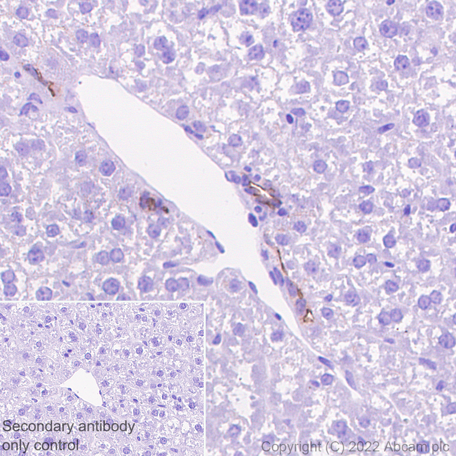 Immunohistochemistry (Formalin/PFA-fixed paraffin-embedded sections) - Anti-SHANK1 + SHANK2 + SHANK3 antibody [EPR26549-87] (ab317608), expandable thumbnail