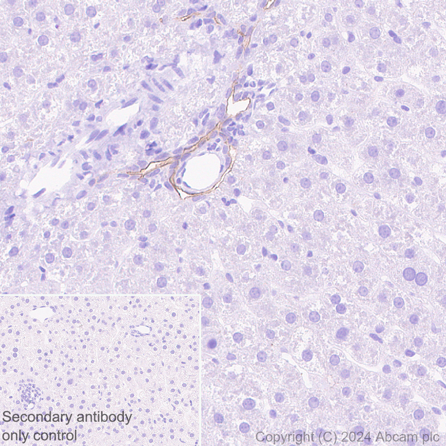 Immunohistochemistry (Formalin/PFA-fixed paraffin-embedded sections) - Anti-SHANK1 + SHANK2 + SHANK3 antibody [EPR26549-87] (ab317608), expandable thumbnail