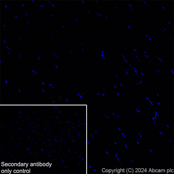 Immunohistochemistry (Frozen sections) - Anti-SHANK1 + SHANK2 + SHANK3 antibody [EPR26549-87] (ab317608), expandable thumbnail
