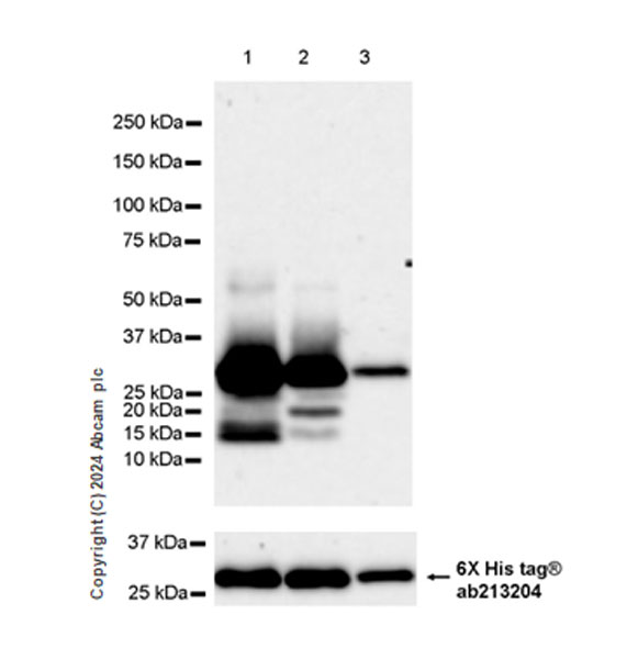 Western blot - Anti-SHANK1 + SHANK2 + SHANK3 antibody [EPR26549-87] (AB317608), expandable thumbnail