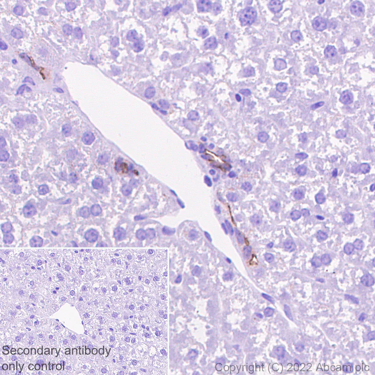 Immunohistochemistry (Formalin/PFA-fixed paraffin-embedded sections) - Anti-SHANK1 + SHANK2 + SHANK3 antibody [EPR26549-87] - BSA and Azide free (AB317609)