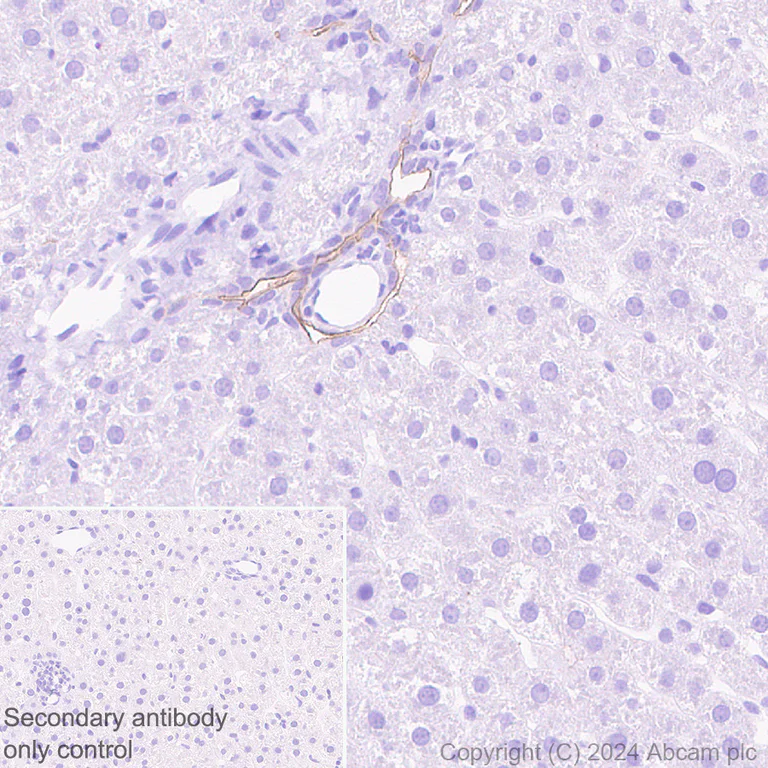 Immunohistochemistry (Formalin/PFA-fixed paraffin-embedded sections) - Anti-SHANK1 + SHANK2 + SHANK3 antibody [EPR26549-87] - BSA and Azide free (AB317609)