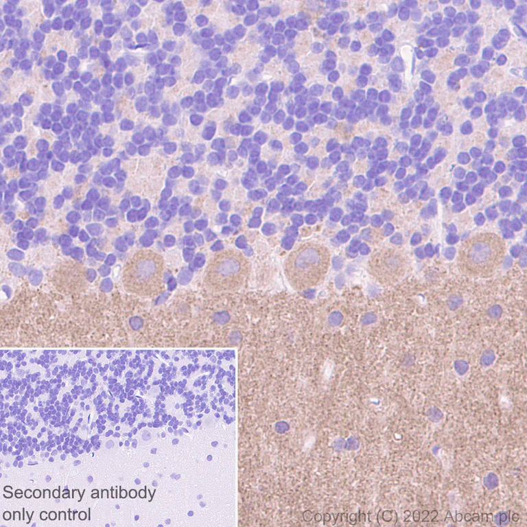 Immunohistochemistry (Formalin/PFA-fixed paraffin-embedded sections) - Anti-SHANK1 + SHANK2 + SHANK3 antibody [EPR26549-87] - BSA and Azide free (AB317609)