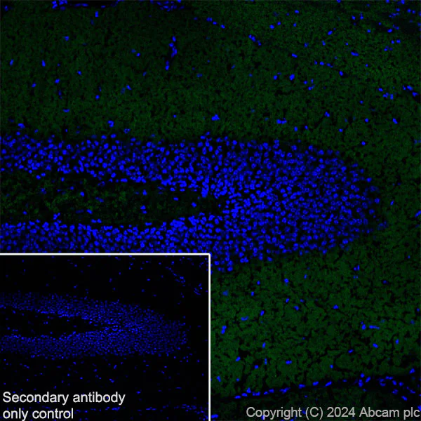 Immunohistochemistry (Frozen sections) - Anti-SHANK1 + SHANK2 + SHANK3 antibody [EPR26549-87] - BSA and Azide free (AB317609)