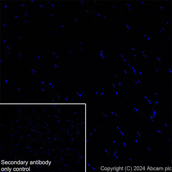 Immunohistochemistry (Frozen sections) - Anti-SHANK1 + SHANK2 + SHANK3 antibody [EPR26549-87] - BSA and Azide free (AB317609)