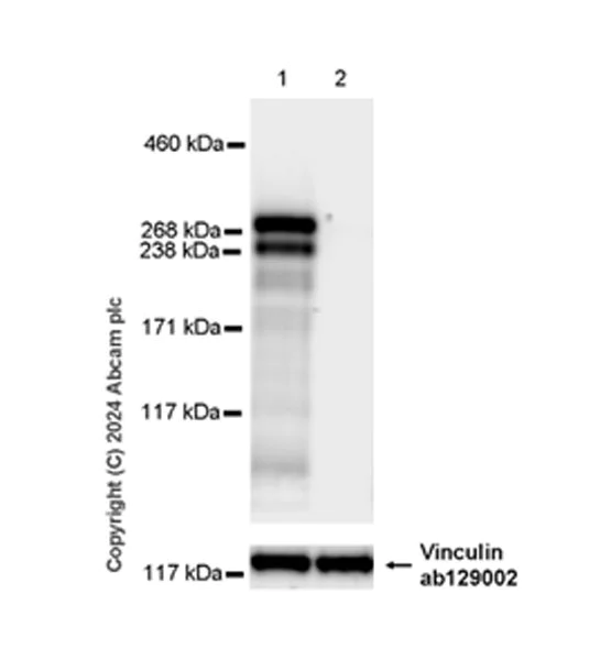 Western blot - Anti-SHANK1 + SHANK2 + SHANK3 antibody [EPR26549-87] - BSA and Azide free (AB317609)