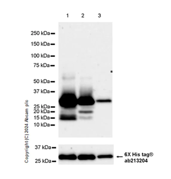 Western blot - Anti-SHANK1 + SHANK2 + SHANK3 antibody [EPR26549-87] - BSA and Azide free (AB317609)