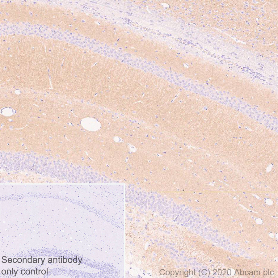 Immunohistochemistry (Formalin/PFA-fixed paraffin-embedded sections) - Anti-SHANK2 antibody [EPR24142-35] (AB259966), expandable thumbnail