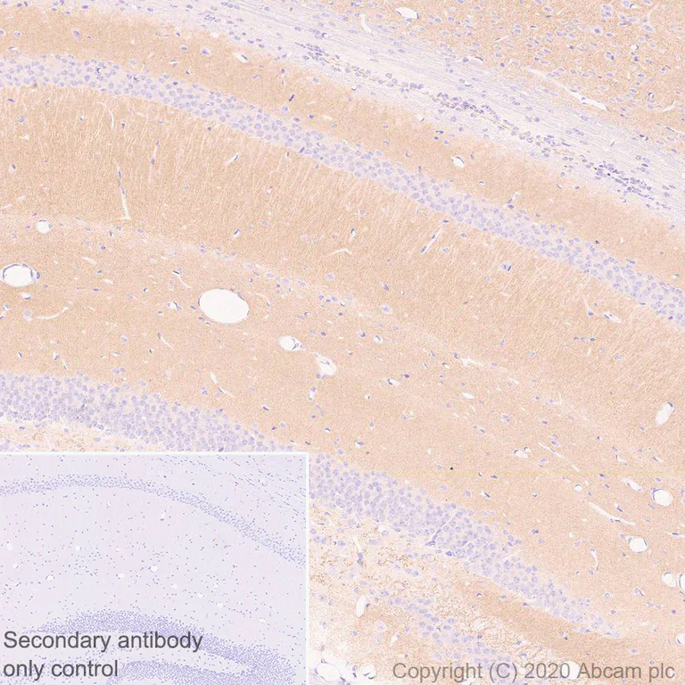 Immunohistochemistry (Formalin/PFA-fixed paraffin-embedded sections) - Anti-SHANK2 antibody [EPR24142-35] (AB259966)