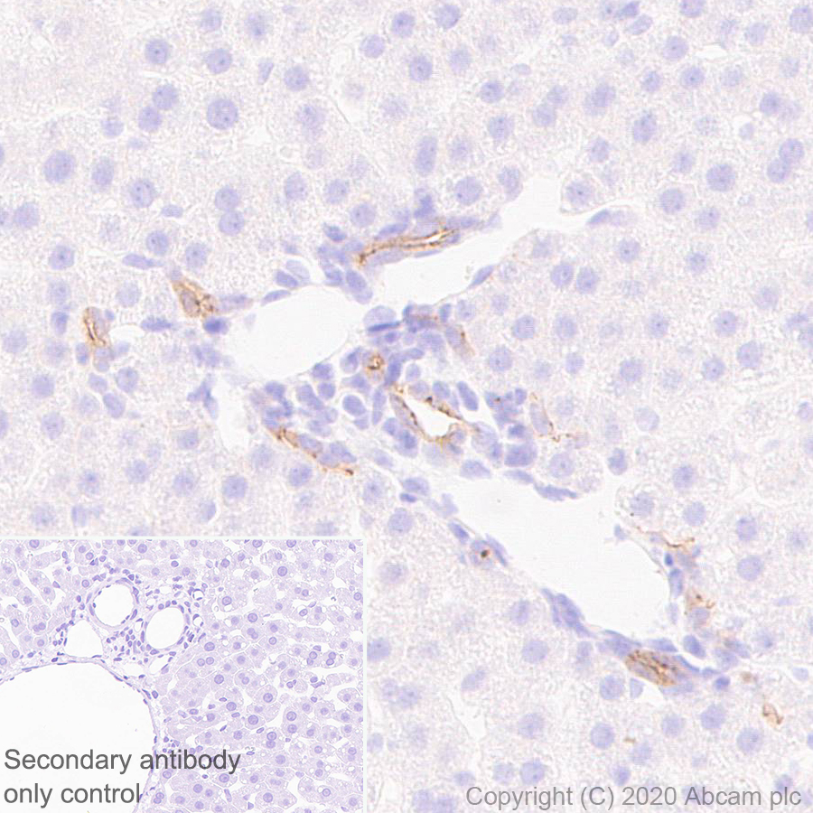Immunohistochemistry (Formalin/PFA-fixed paraffin-embedded sections) - Anti-SHANK2 antibody [EPR24142-35] (ab259966), expandable thumbnail