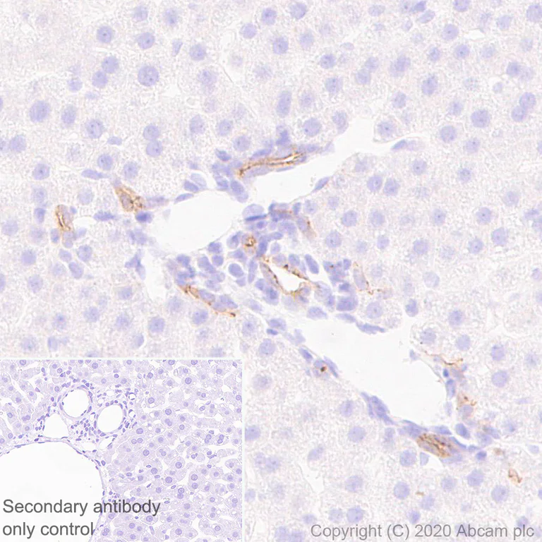 Immunohistochemistry (Formalin/PFA-fixed paraffin-embedded sections) - Anti-SHANK2 antibody [EPR24142-35] (AB259966)