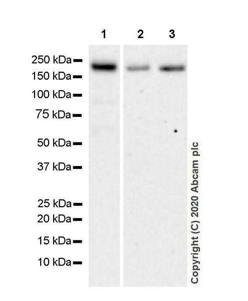 Western blot - Anti-SHANK2 antibody [EPR24142-35] (AB259966), expandable thumbnail