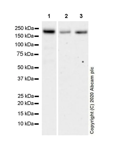 Western blot - Anti-SHANK2 antibody [EPR24142-35] (AB259966)