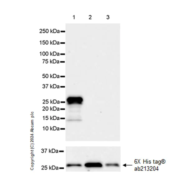 Western blot - Anti-SHANK2 antibody [EPR26549-331] (AB317606)