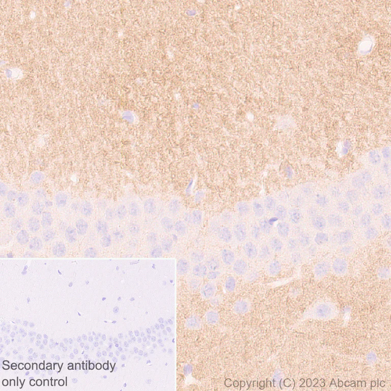 Immunohistochemistry (Formalin/PFA-fixed paraffin-embedded sections) - Anti-SHANK2 antibody [EPR26549-331] - BSA and Azide free (AB317607)