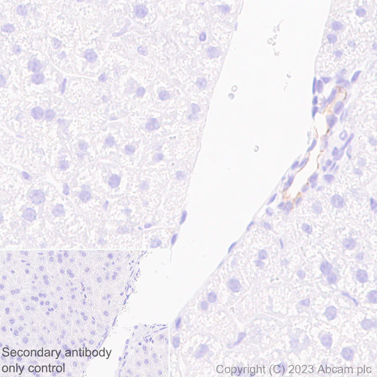 Immunohistochemistry (Formalin/PFA-fixed paraffin-embedded sections) - Anti-SHANK2 antibody [EPR26549-331] - BSA and Azide free (AB317607)