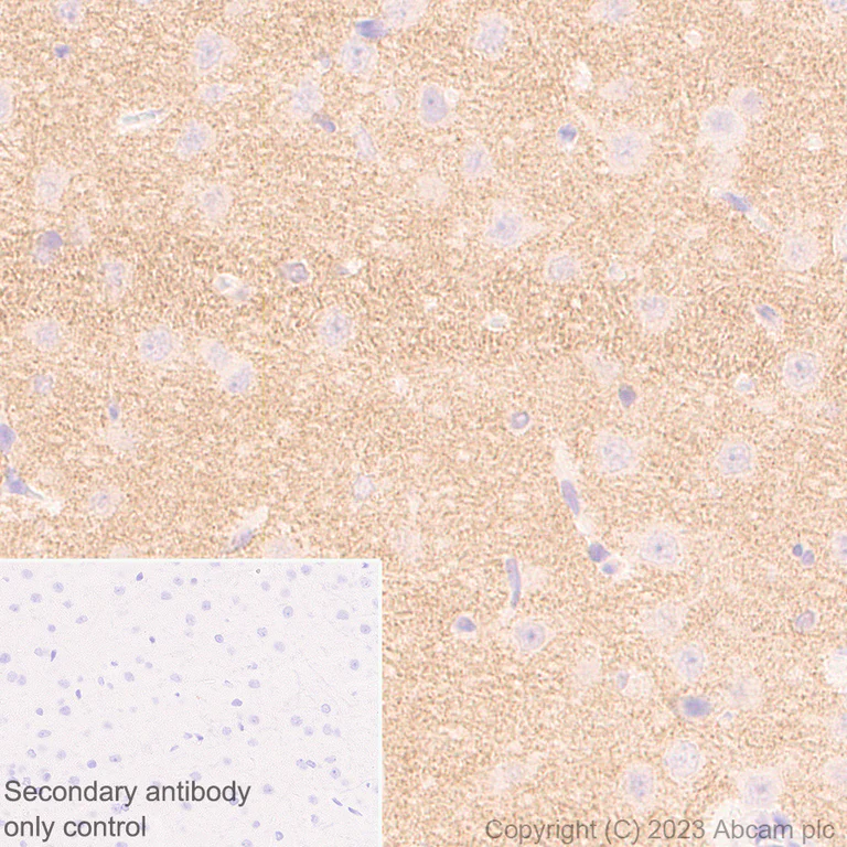 Immunohistochemistry (Formalin/PFA-fixed paraffin-embedded sections) - Anti-SHANK2 antibody [EPR26549-331] - BSA and Azide free (AB317607)