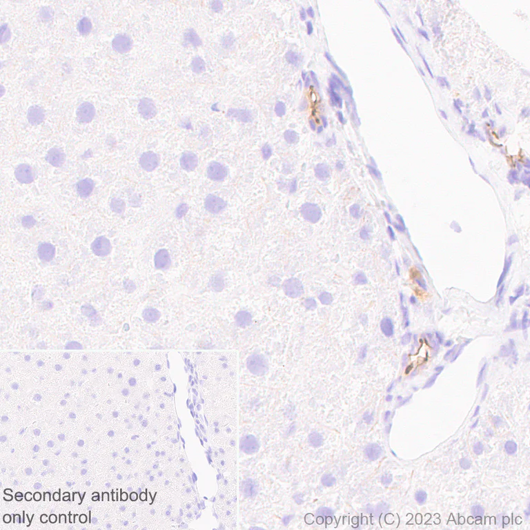 Immunohistochemistry (Formalin/PFA-fixed paraffin-embedded sections) - Anti-SHANK2 antibody [EPR26549-331] - BSA and Azide free (AB317607)