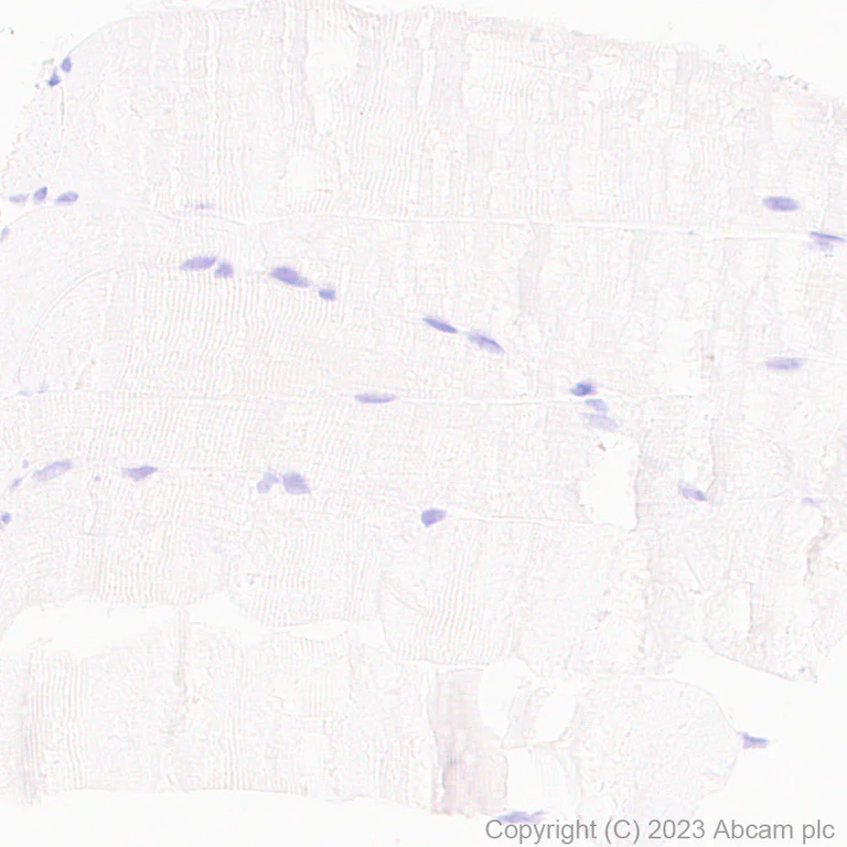 Immunohistochemistry (Formalin/PFA-fixed paraffin-embedded sections) - Anti-SHANK2 antibody [EPR26549-331] - BSA and Azide free (AB317607)