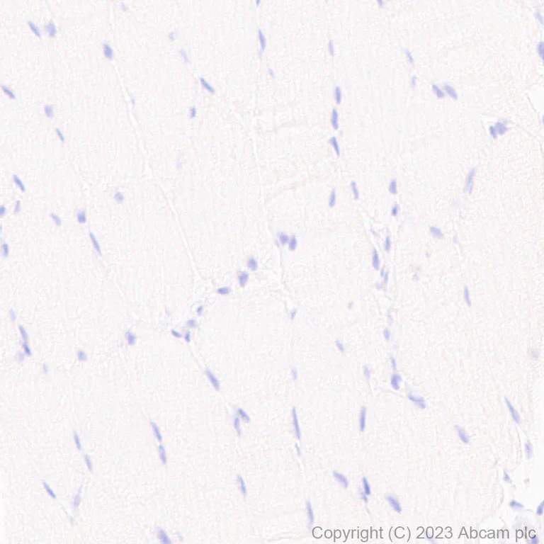 Immunohistochemistry (Formalin/PFA-fixed paraffin-embedded sections) - Anti-SHANK2 antibody [EPR26549-331] - BSA and Azide free (AB317607)