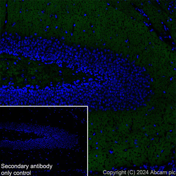 Immunohistochemistry (Frozen sections) - Anti-SHANK2 antibody [EPR26549-331] - BSA and Azide free (AB317607)