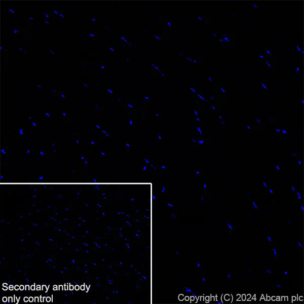 Immunohistochemistry (Frozen sections) - Anti-SHANK2 antibody [EPR26549-331] - BSA and Azide free (AB317607)