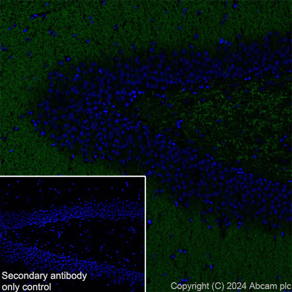 Immunohistochemistry (Frozen sections) - Anti-SHANK2 antibody [EPR26549-331] - BSA and Azide free (AB317607)