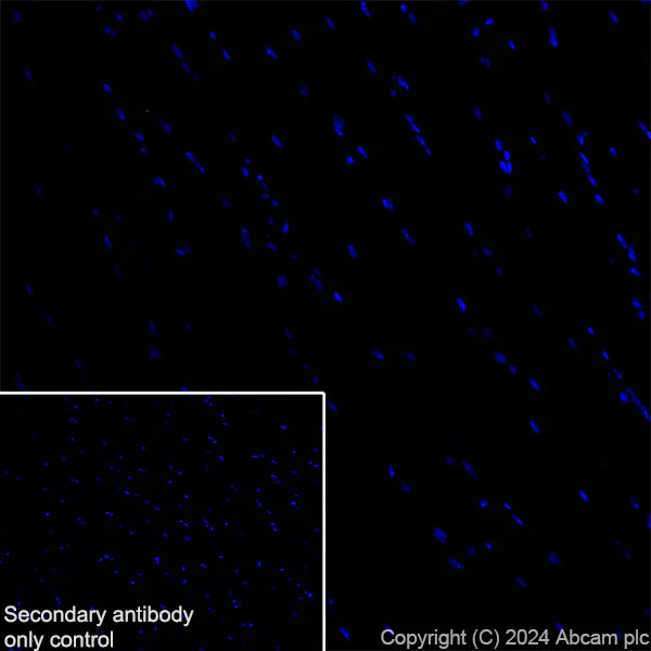 Immunohistochemistry (Frozen sections) - Anti-SHANK2 antibody [EPR26549-331] - BSA and Azide free (AB317607)