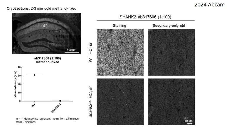 Immunohistochemistry (Frozen sections) - Anti-SHANK2 antibody [EPR26549-331] - BSA and Azide free (AB317607)