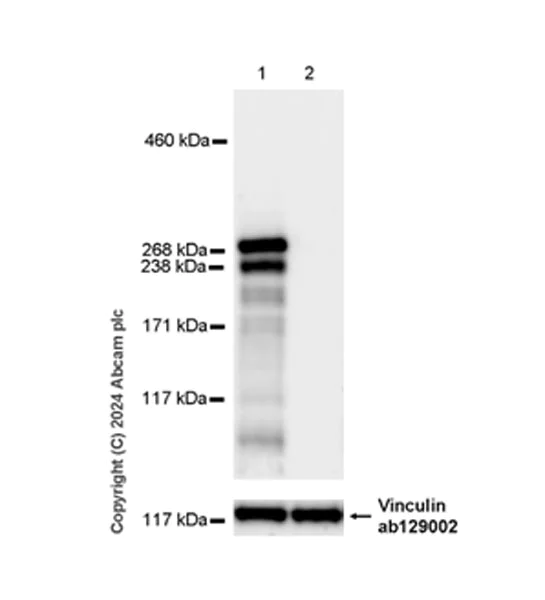 Western blot - Anti-SHANK2 antibody [EPR26549-331] - BSA and Azide free (AB317607)