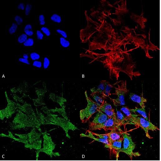 Immunocytochemistry/ Immunofluorescence - Anti-SHANK2 antibody [N23B/49] (AB94575), expandable thumbnail