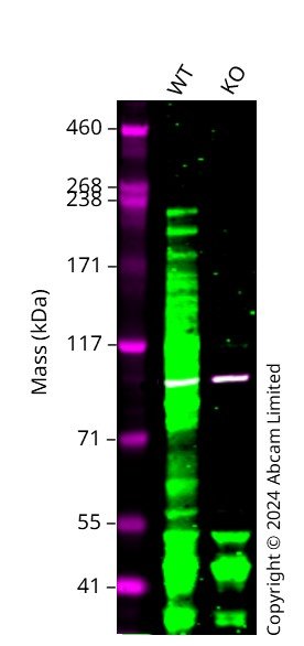 Western blot - Anti-SHANK2 antibody [N23B/49] (AB94575), expandable thumbnail
