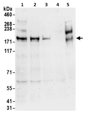 Western blot - Anti-SHANK3 antibody (AB264347)