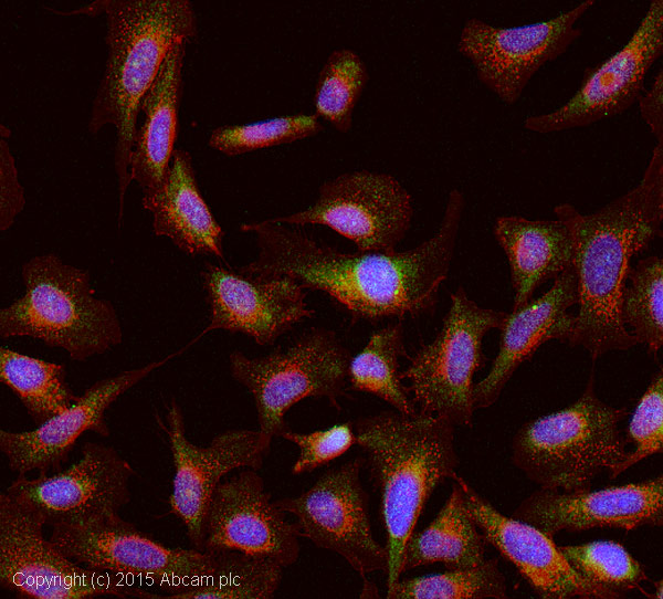 Immunocytochemistry/ Immunofluorescence - Anti-SHANK3 antibody [N69/46] (AB193307)