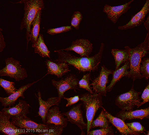 Immunocytochemistry/ Immunofluorescence - Anti-SHANK3 antibody [N69/46] (AB193307)