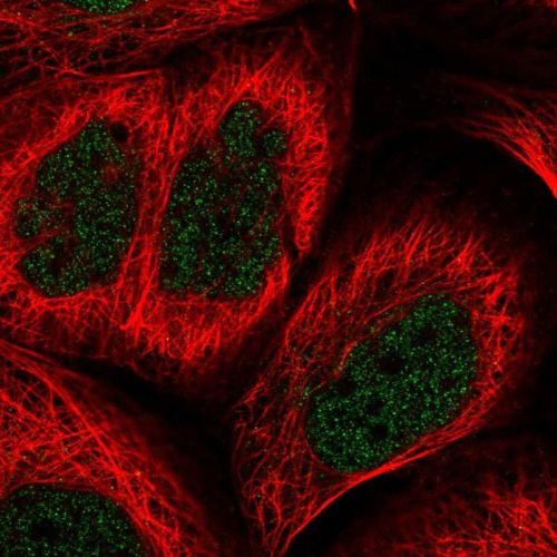 Immunocytochemistry/ Immunofluorescence - Anti-SHARP1 antibody (AB244508), expandable thumbnail