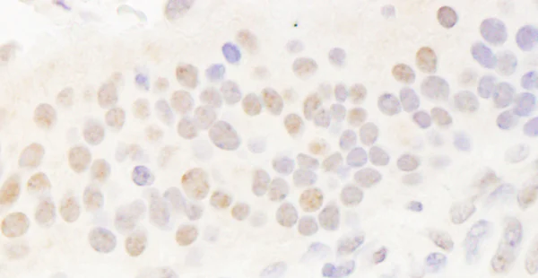 Immunohistochemistry (Formalin/PFA-fixed paraffin-embedded sections) - Anti-SHARP2/DEC1 antibody (AB70723)