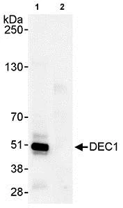 Immunoprecipitation - Anti-SHARP2/DEC1 antibody (AB70723)