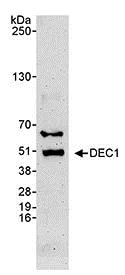 Western blot - Anti-SHARP2/DEC1 antibody (AB70723)