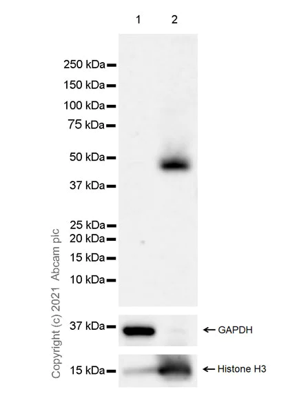 Western blot - Anti-SHARP2/DEC1 antibody [EPR23905-116] - BSA and Azide free (AB282588)