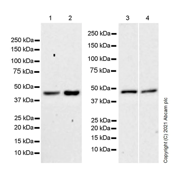 Western blot - Anti-SHARP2/DEC1 antibody [EPR23905-116] - BSA and Azide free (AB282588)