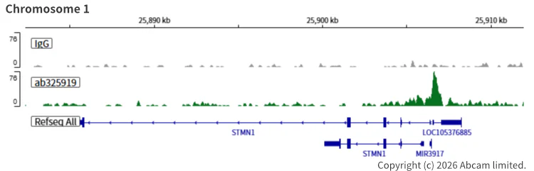 ChIC/CUT&RUN sequencing - Anti-SHARP2/DEC1 antibody [EPR29211-84] (AB325919)