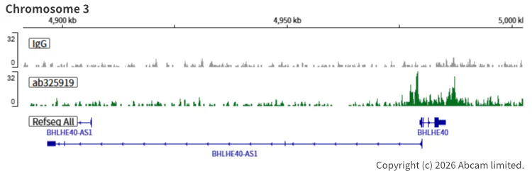 ChIC/CUT&RUN sequencing - Anti-SHARP2/DEC1 antibody [EPR29211-84] (AB325919)