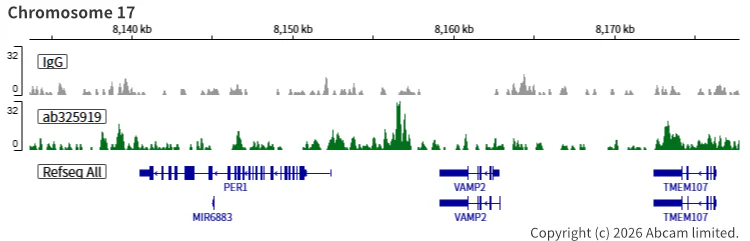 ChIC/CUT&RUN sequencing - Anti-SHARP2/DEC1 antibody [EPR29211-84] (AB325919)