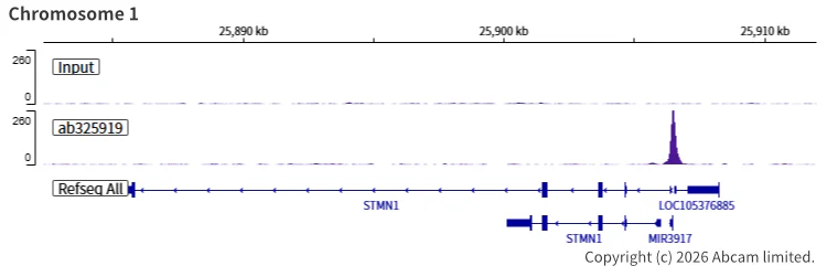 ChIP-sequencing - Anti-SHARP2/DEC1 antibody [EPR29211-84] (AB325919)