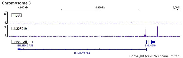 ChIP-sequencing - Anti-SHARP2/DEC1 antibody [EPR29211-84] (AB325919)
